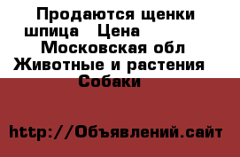  Продаются щенки шпица › Цена ­ 15 000 - Московская обл. Животные и растения » Собаки   